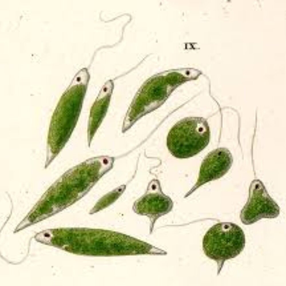 Meet your Posher, Evan